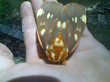Aaron Mullin's album, Bugs!