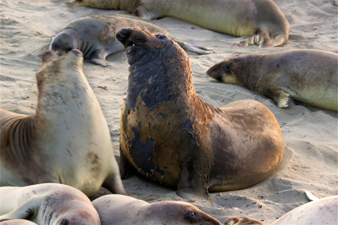 Kit Mulligan's album, Elephant Seals at San Simeon 04.20.13