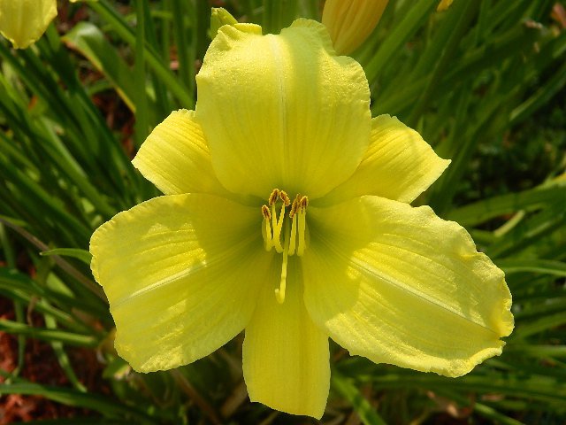 Timothy Philbee's album, vacation flora