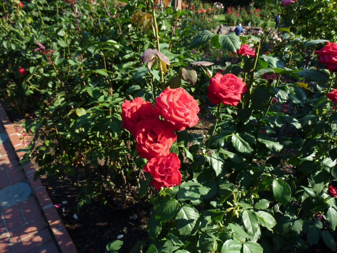 Robert Kelley's album, Portland Rose garden 2011