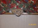 Donna Smith/Musselman's album, Profile Pictures