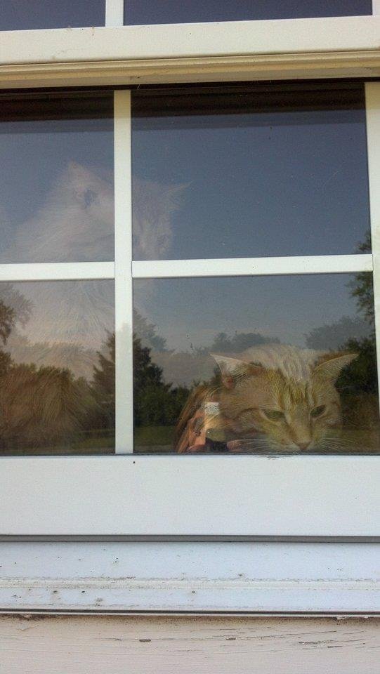 Lisa Johnson's album, my kitties