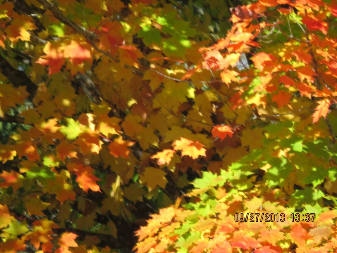 Mike Ivey's album, September 2013