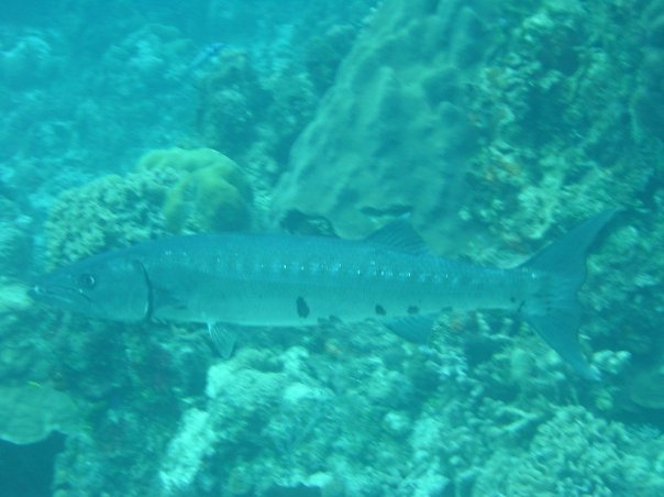 Michael Cochran's album, Underwater Cozumel