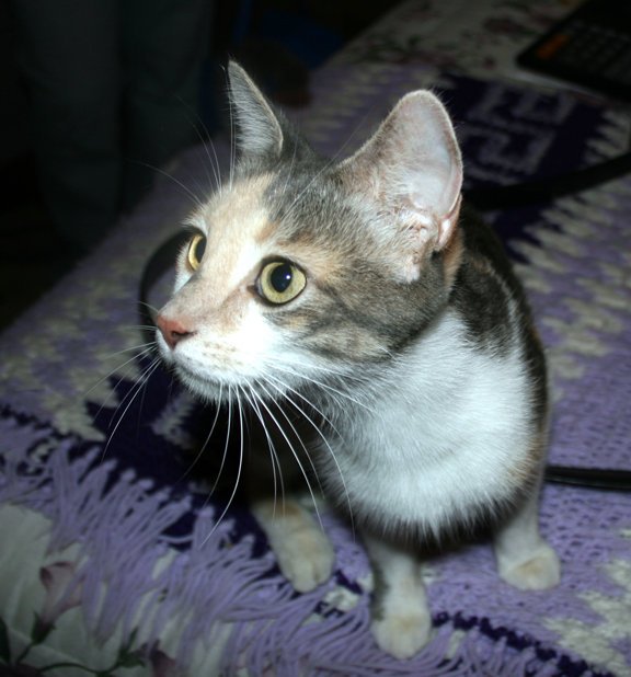 Anthony Willott's album, Kittens