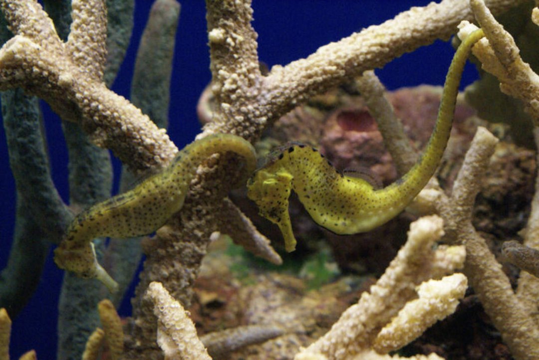 Mike Morris' album, Monterey Bay Aquarium