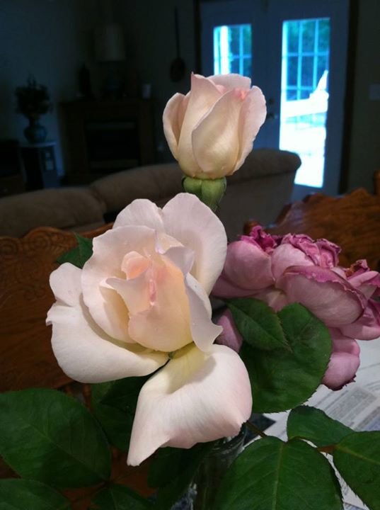 Rita Ford's album, Mobile Uploads