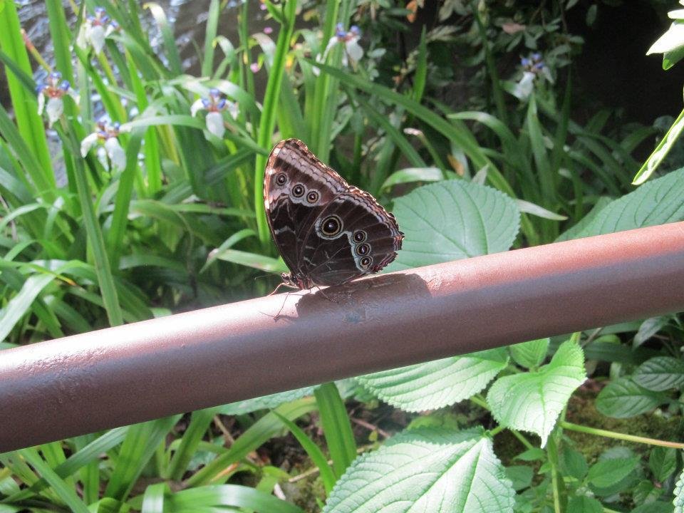 Rex Anne's album, Butterflie Pavilion