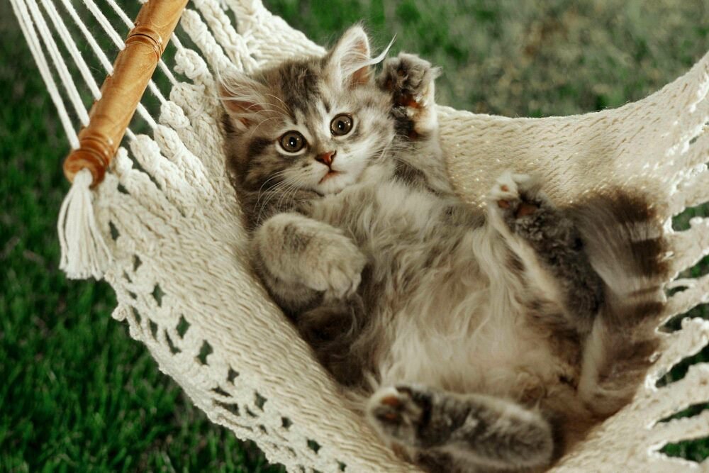 Sheila Clark's album, Mobile Uploads