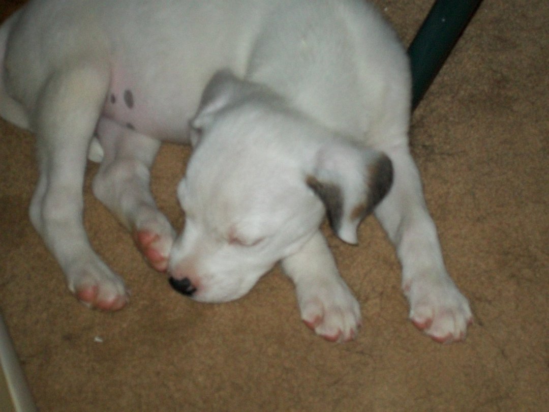 Jeffrey Smith's album, August 16, 2011
