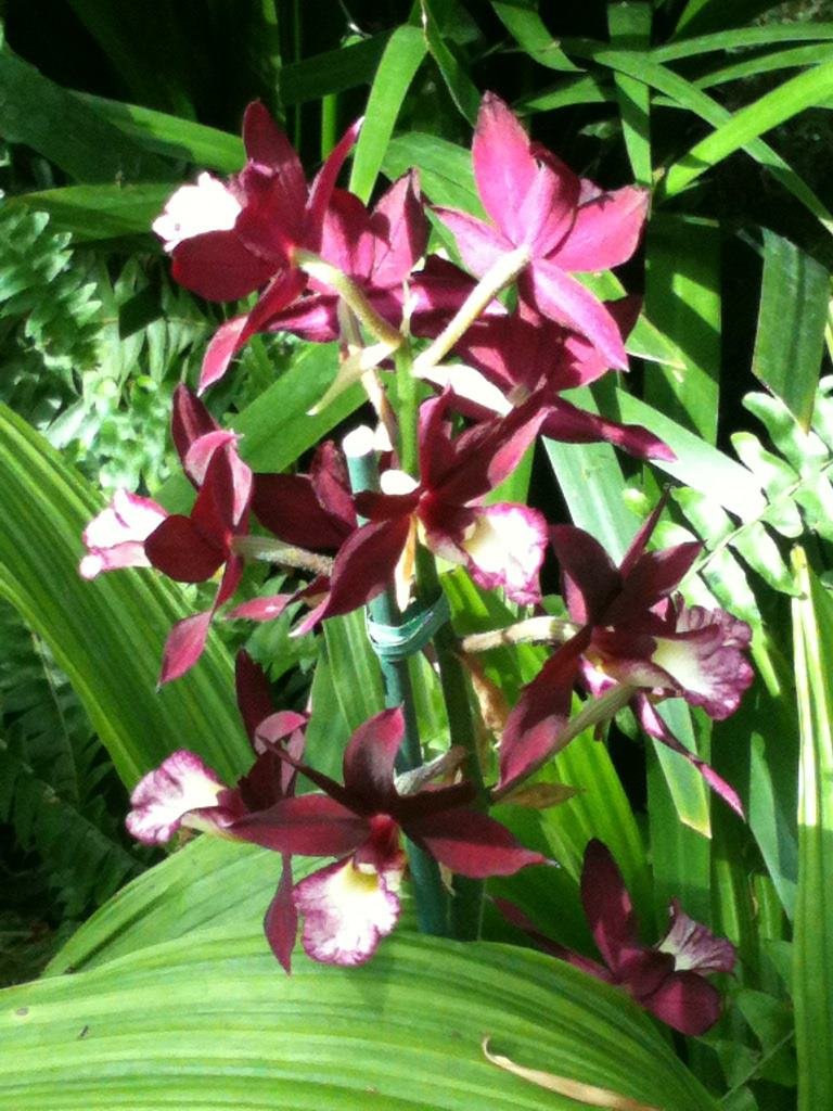 Beverly Smith's album, Mobile Uploads