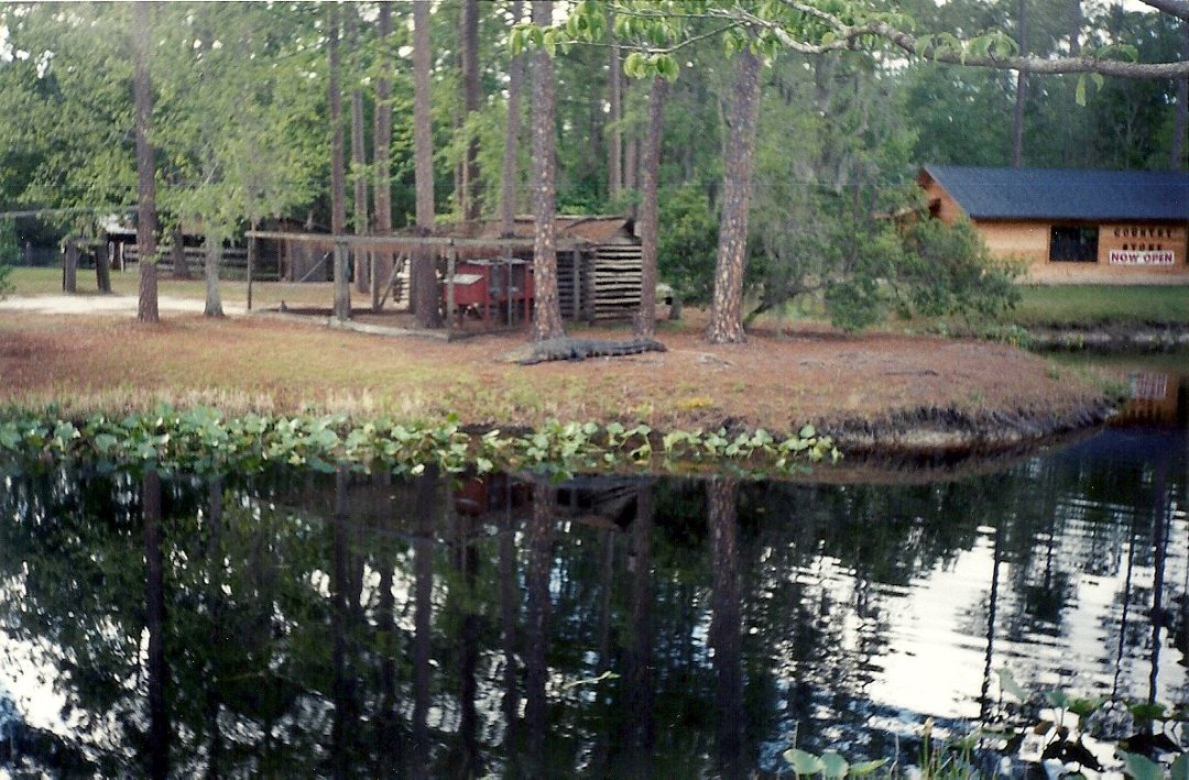 Karla Denney's album, Okefenokee Swamp 2000