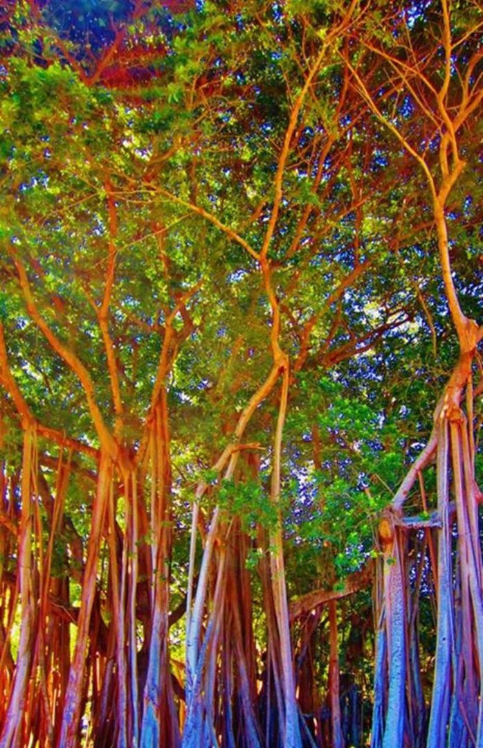 John Mueller's album, Banyon Trees