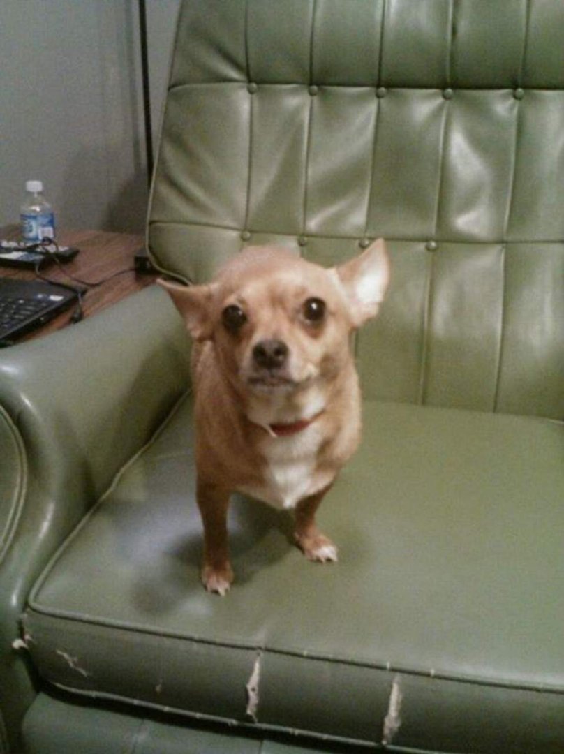 Janice Elrod's album, pets