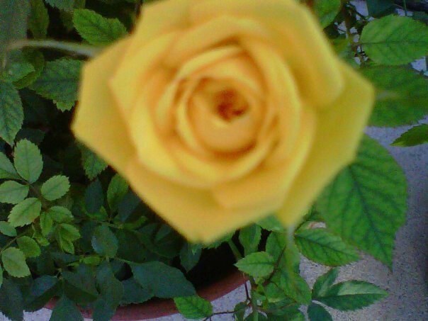 Barbara Johnson's album, Mobile Uploads