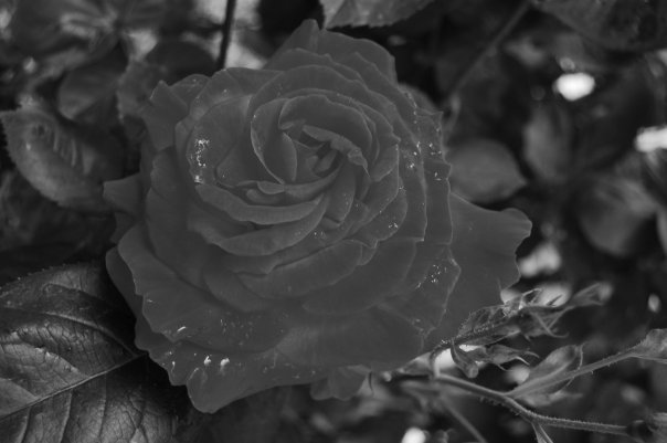 Debbie Muhlestein's album, Pics taken by Rusten