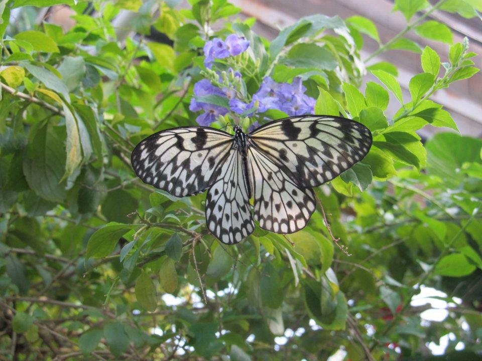 Rex Anne's album, Butterflie Pavilion