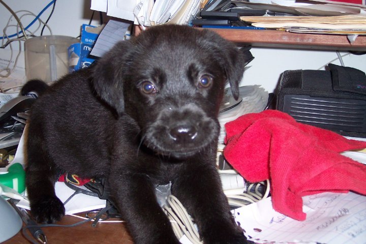 Stephen Ash's album, Pets