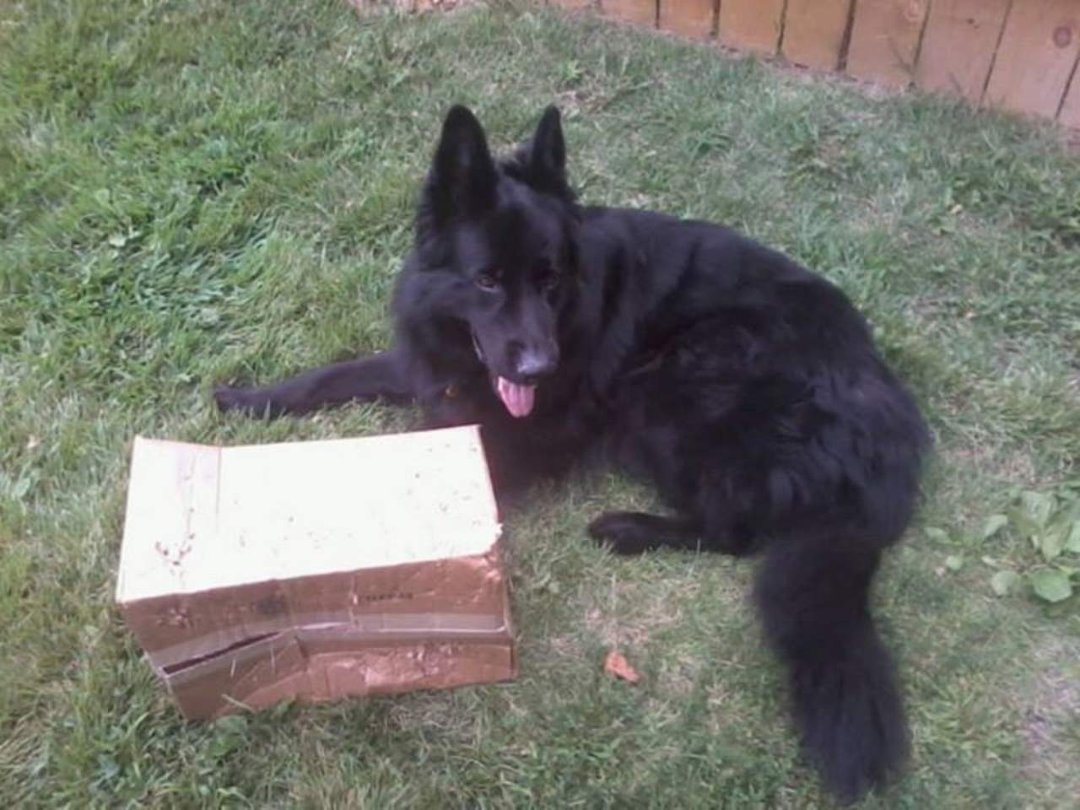 james fogarty's album, Bear loves his boxes