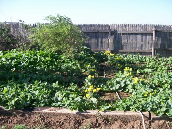 Jim Wright's album, God's garden