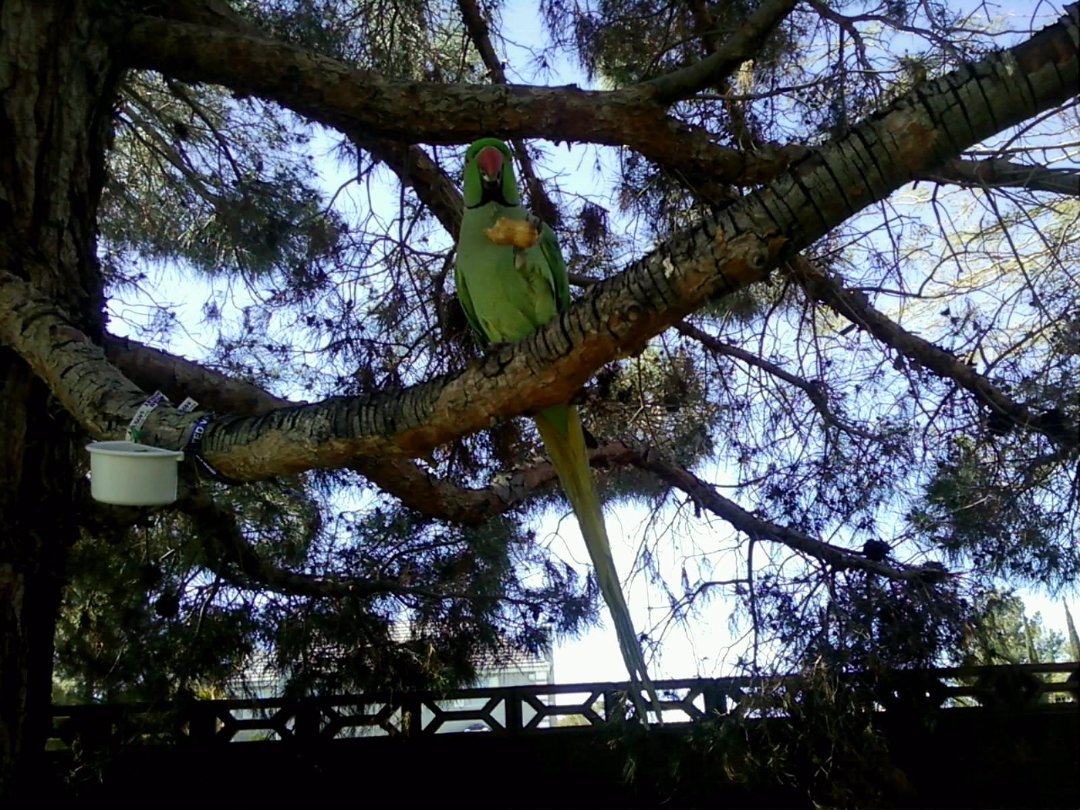 Celeste Atkins' album, Mervyn the Bird