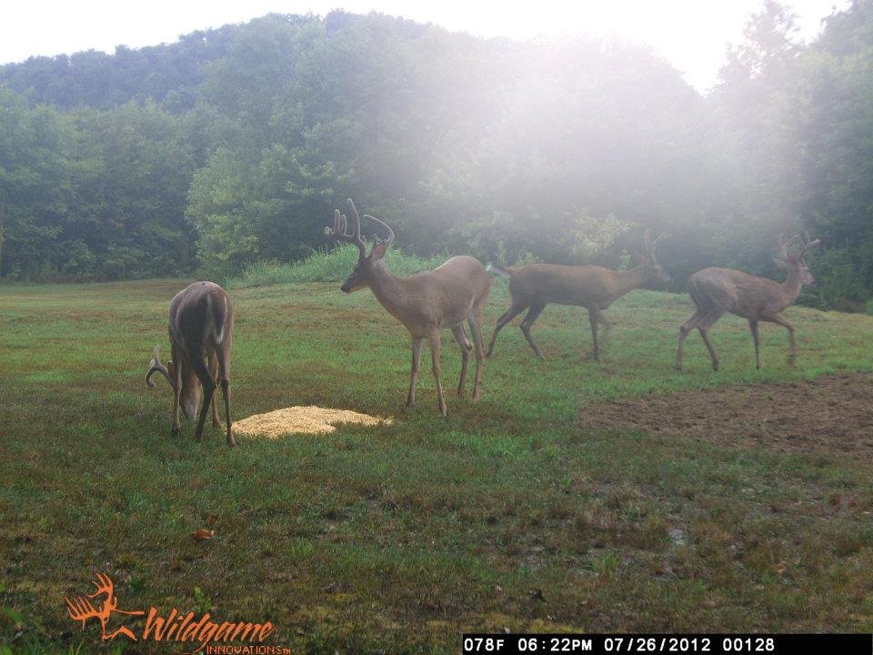 Todd Brouillard's album, Deer Camera