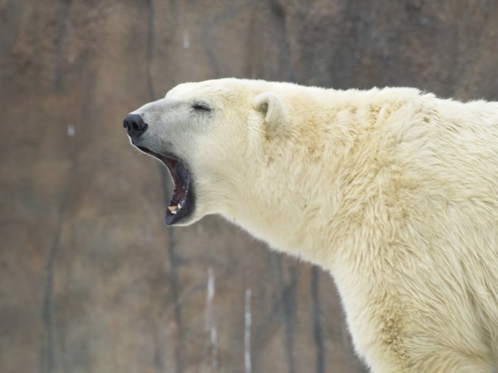 Anthony Carmichael's album, Detroit Zoo