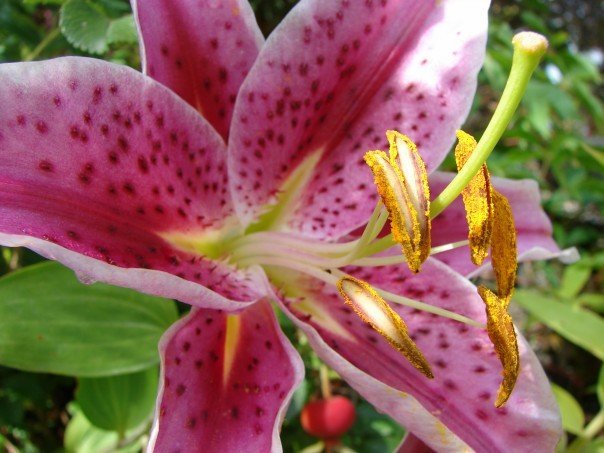 Joanne Smith's album, Flowers by Pam