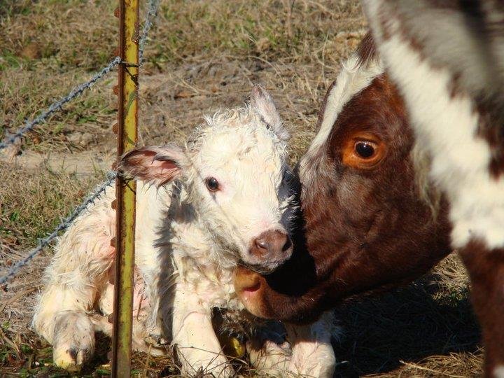 Debbie Barrett's album, January 29, 2011