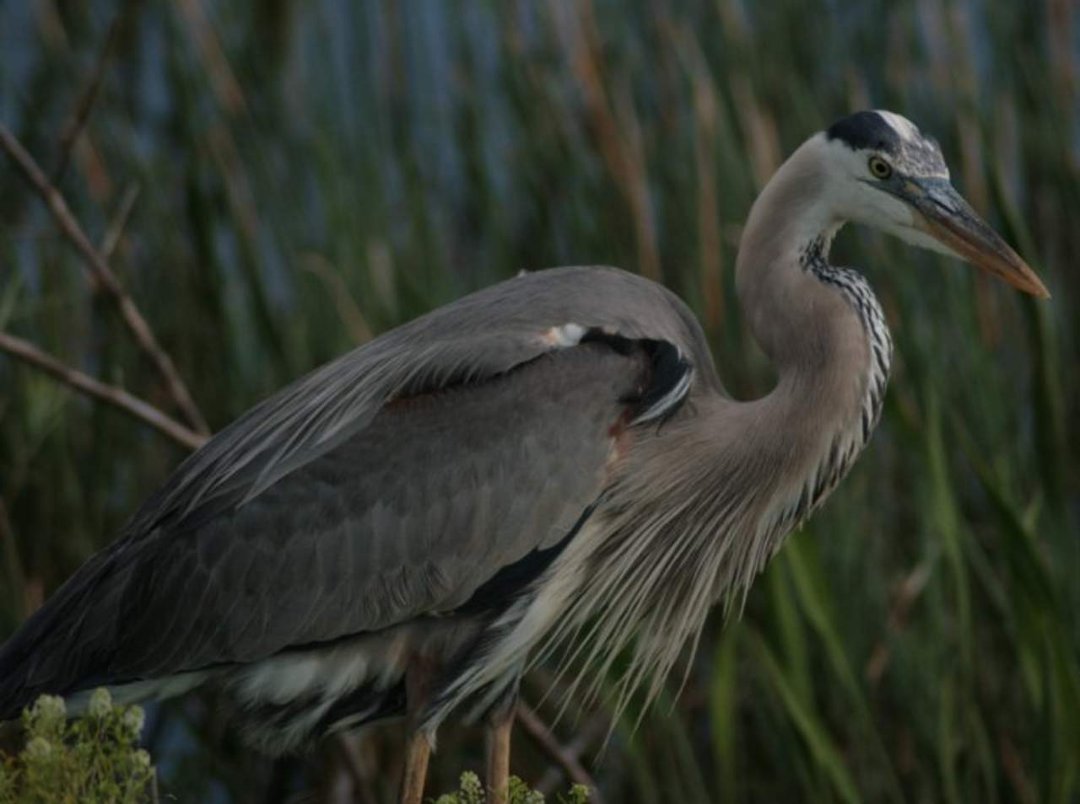 Patsy Crews' album, Viera Wetlands
