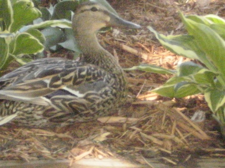 Deb Oman's album, Millie and Mallard