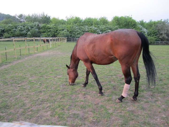 Catherine Phillips' album, Horses