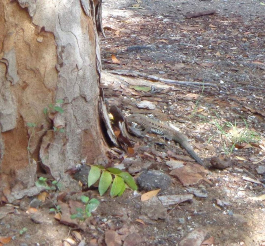 Chris Webber's album, Puerto Rico 2012