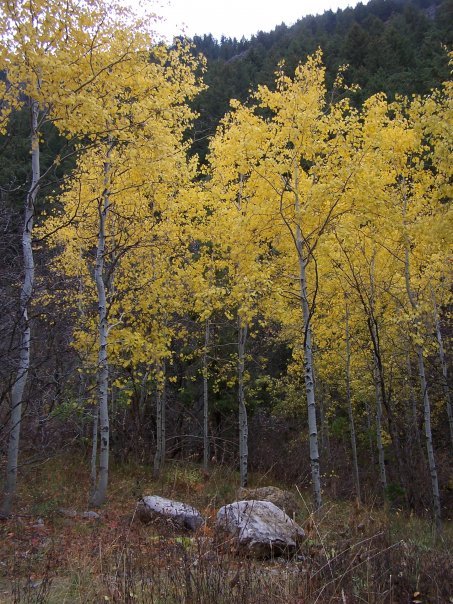 Alan Goss' album, Yellowstone