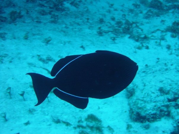 Michael Cochran's album, Underwater Cozumel