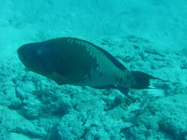 Michael Cochran's album, Underwater Cozumel