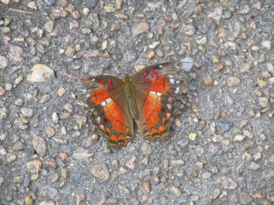 Rex Anne's album, Butterflie Pavilion