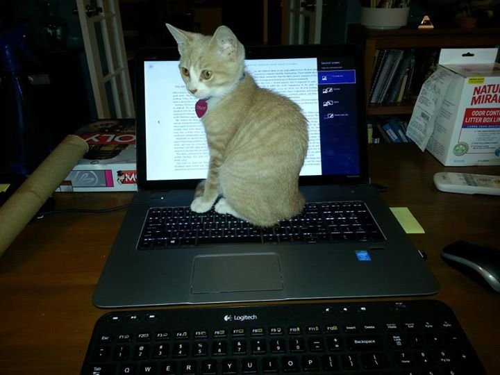 David Hemphill's album, Chloe working on her doctorate