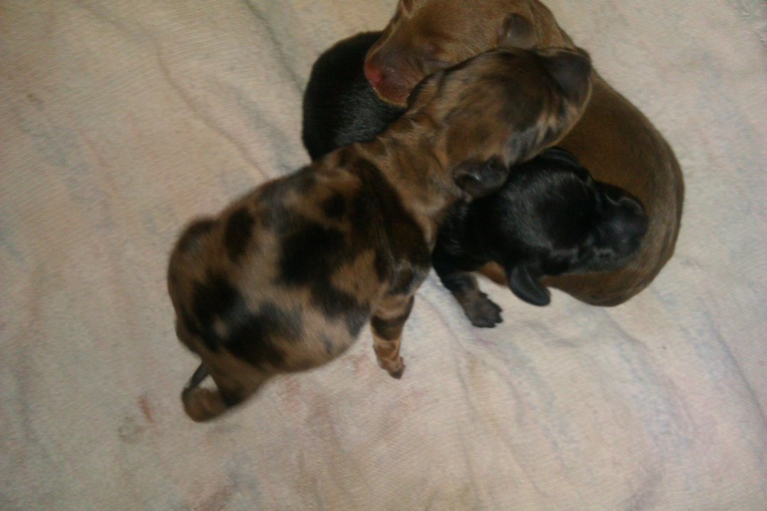 Trisha Self's album, Mini Dachshund puppies