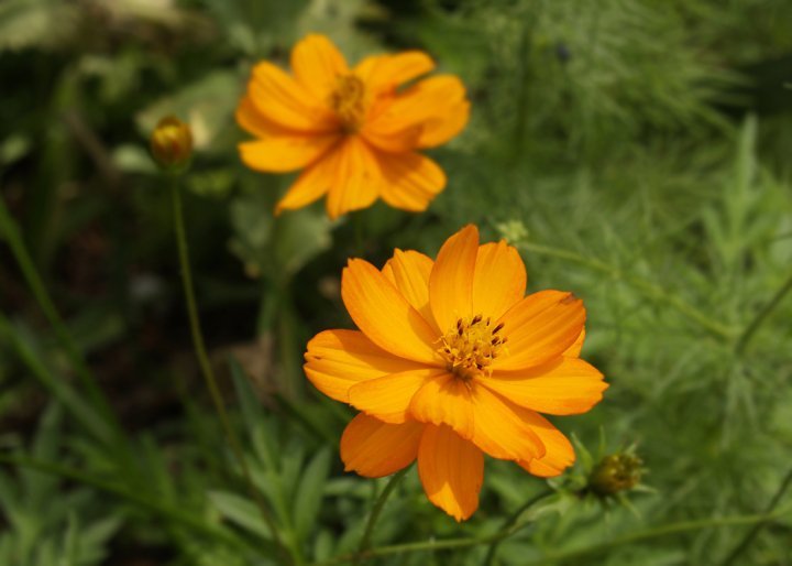 Robert Chapman's album, Spring Flowers