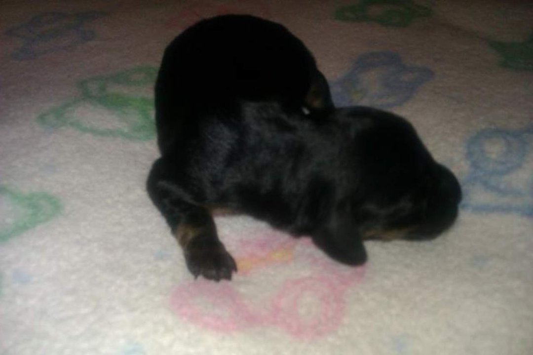 Trisha Self's album, Mini Dachshund puppies
