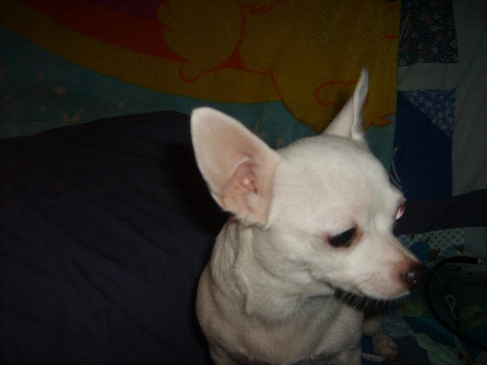 Ruby Pickens' album, Dog Pictures