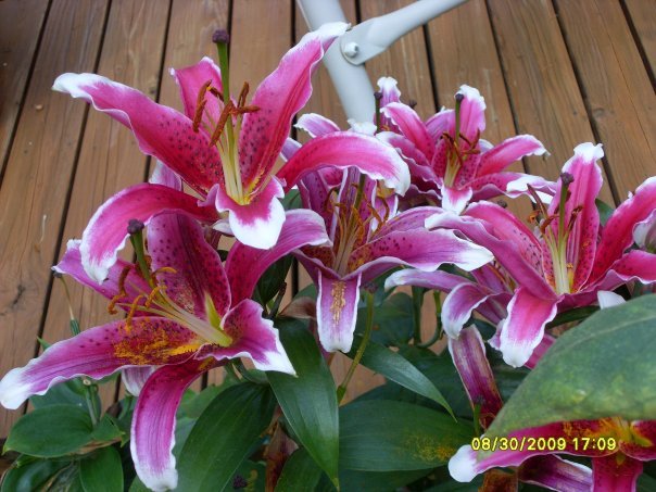 Sandy Adamski's album, Pretty Flowers
