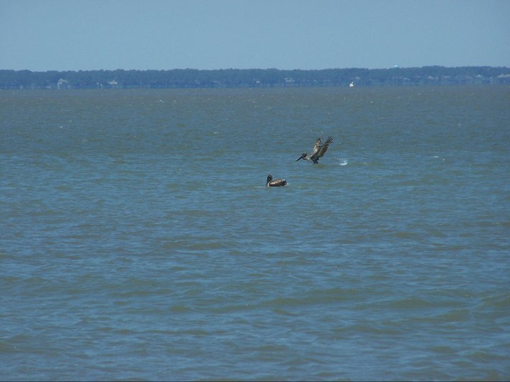 Dennis Messer's album, May 22, 2011
