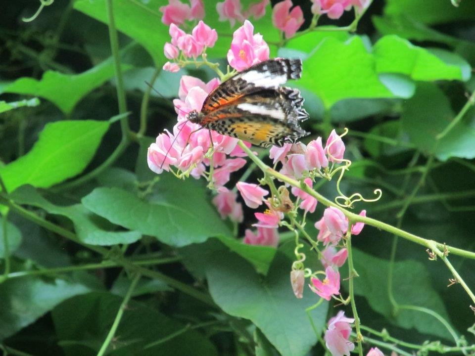 Rex Anne's album, Butterflie Pavilion