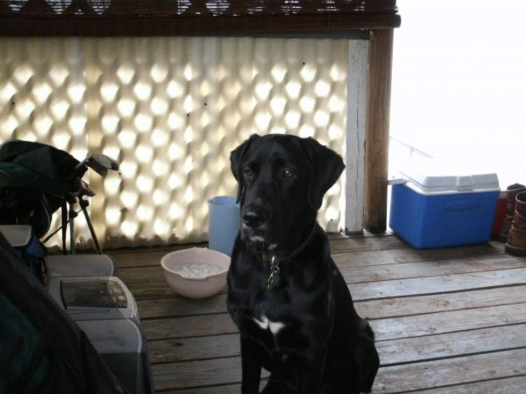 Lori Walden's album, My black lab