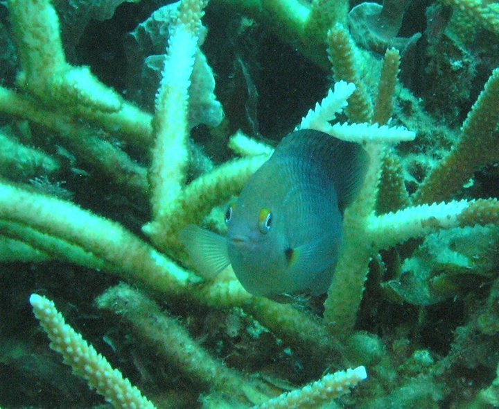 Garry Cardwell's album, Roatan Honduras 6-2010