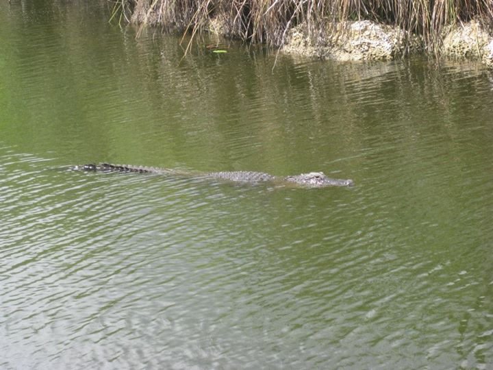 Julia Gallagher's album, Florida Everglades 2012