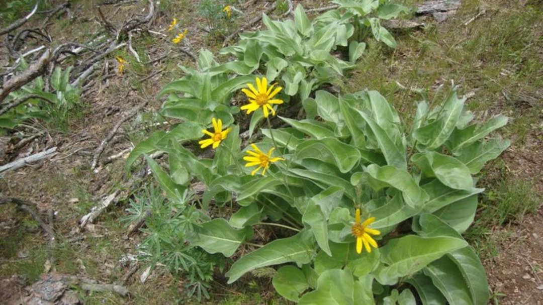 Pam Graham's album, Couer de' Alene trip June 2011
