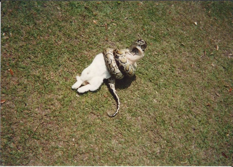Edwin Rock's album, My Pets from college